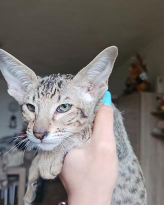 Gatto orientale femmine