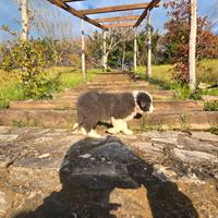 Cucciolo Border collie con pedigree