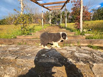 Cucciolo Border collie con pedigree