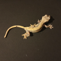 Gechi leopardini e ciliatus baby e adulti