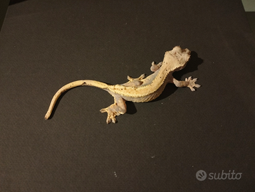 Gechi leopardini e ciliatus baby e adulti