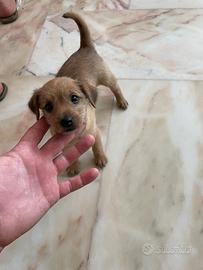 Piccolissima cucciola
