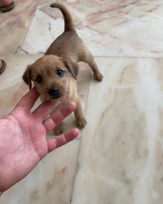 Piccolissima cucciola