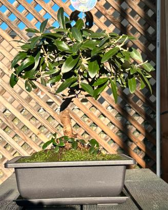 Bonsai ulivo