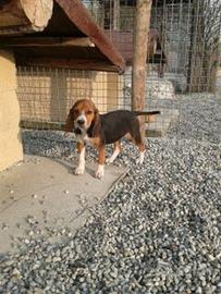Beagle Tricolore maschietti
