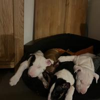 Cucciola di miniature bull terriers