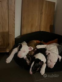 Cucciola di miniature bull terriers