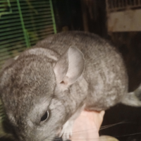 Cincilla cuccioli
