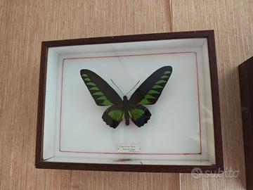 farfalla in teca, trogonoptera brookiana