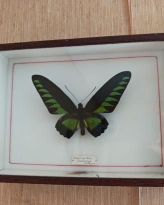 farfalla in teca, trogonoptera brookiana