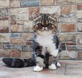Persiano Exotic
