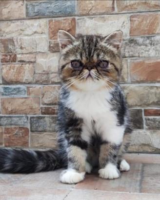Persiano Exotic
