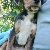 Cuccioli meravigliosi