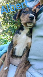 Cuccioli meravigliosi