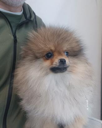 Volpino di pomerania con pedigree enci