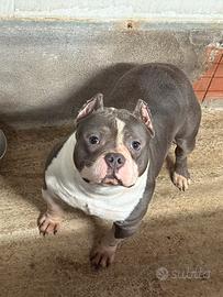 American bully