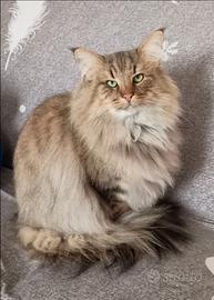 Norvegese delle Foreste rehoming