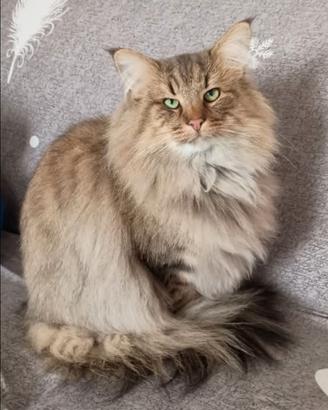 Norvegese delle Foreste rehoming