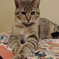 Pierino gattino 6 mesi