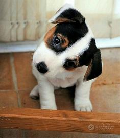 Jack Russel zampa corta