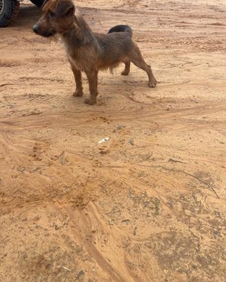 Jagd terrier