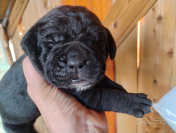 Cane corso