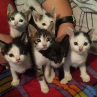 Gattini cuccioli