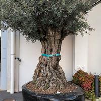Ulivo secolare per giardino