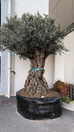 Ulivo secolare per giardino