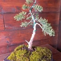 Bonsai di ginepro