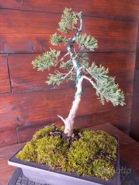 Bonsai di ginepro