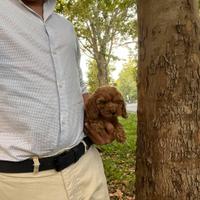 Maltipoo fulvo mini toy Barboncino Maltese