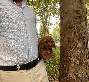 Maltipoo fulvo mini toy Barboncino Maltese