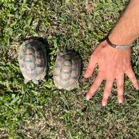 Tartarughe di terra 2021 con certificati