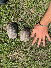 Tartarughe di terra 2021 con certificati