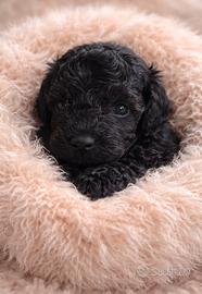 Meraviglioso cucciolo di barboncino