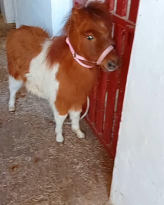 Pony