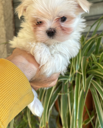 Maltese