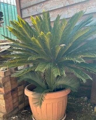 Cycas
