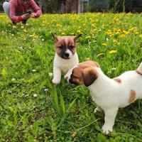 Clio, cucciola di Jack Russell