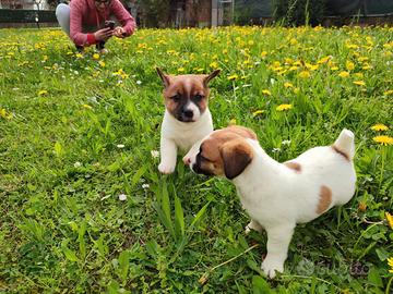 Clio, cucciola di Jack Russell