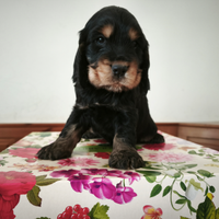 Cocker spaniel inglesi con pedigree