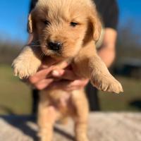 Golden retriever americano
