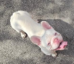 Bulldog francese monta