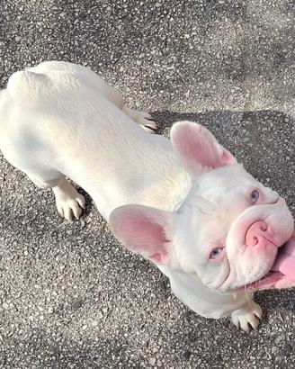 Bulldog francese monta