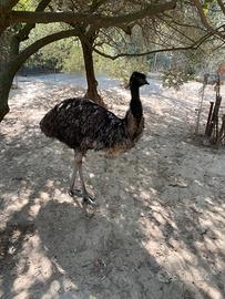 Emú struzzo