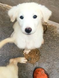 Cuccioli di due mesi, simil Golden in adozione