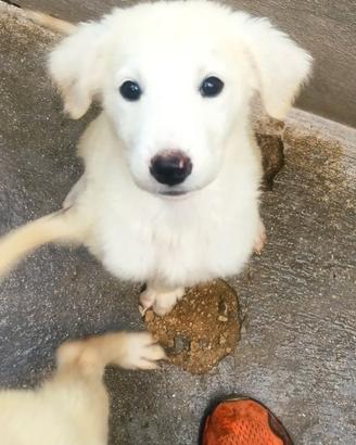 Cuccioli di due mesi, simil Golden in adozione