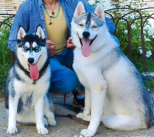 Husky coppia
