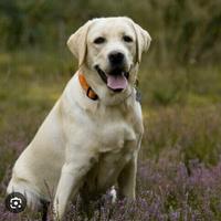 Labrador femmina